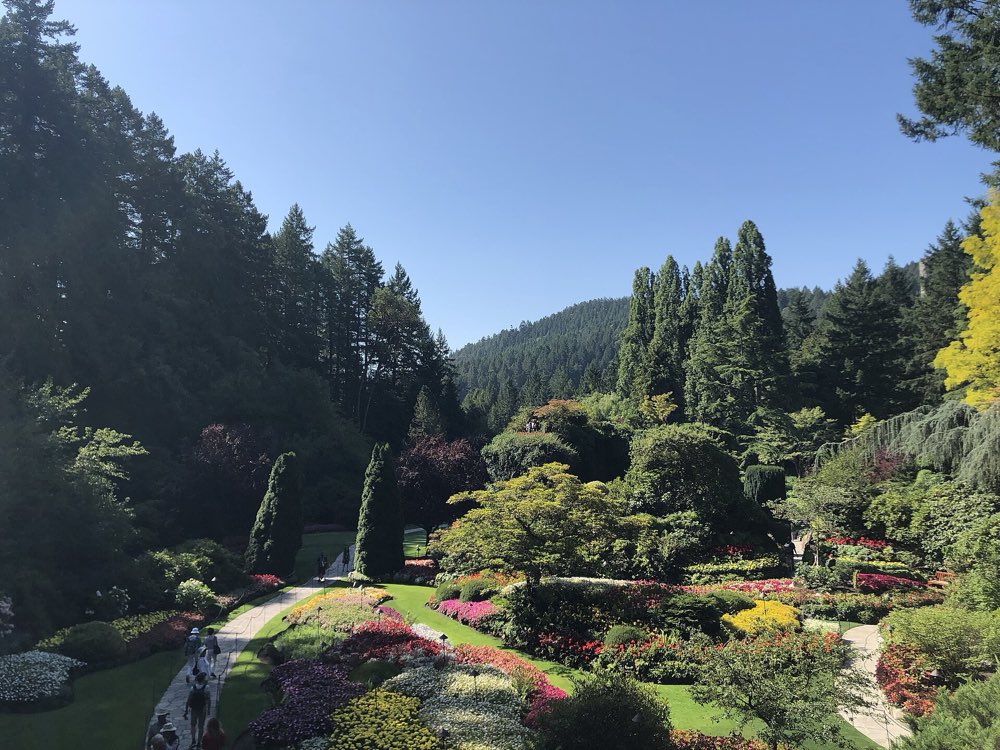 Looking down into the Sunken Garden at Butchart Gardens: winding paths, lawns and beds of pink, red and white flowers below tall evergreens under a clear blue sky