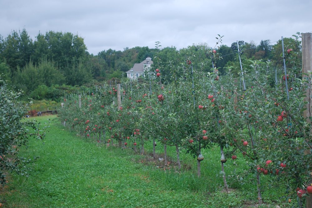 Rows of young trellised apple trees hung with ripe red apples line a grassy orchard lane under an overcast sky, with a farmhouse on the wooded hill behind